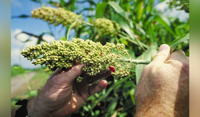 Jowar farmers express concern over sluggish procurement in Nirmal