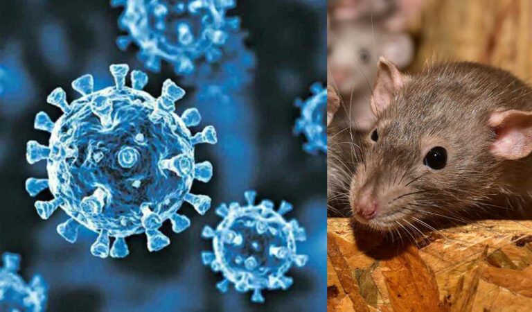 WHO Chief Tedros to Oversee Evacuation From Hantavirus Cruise Ship in Tenerife
