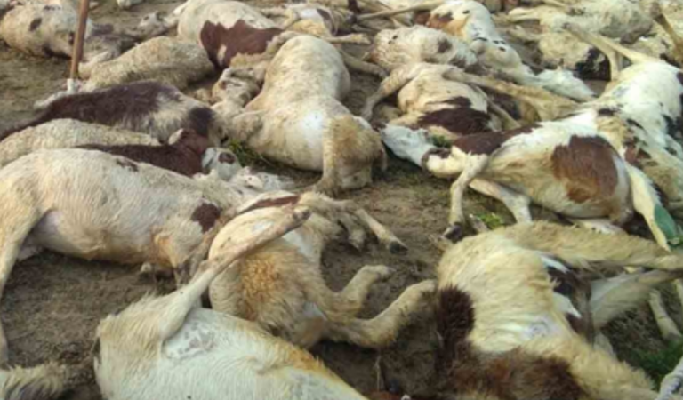 Lightning Kills 90 Sheep, Goats