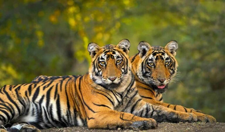 Tiger found dead in MP's Bandhavgarh reserve