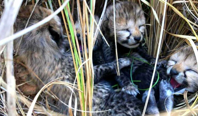 Four Cheetah Cubs Found Dead in Madhya Pradesh’s Kuno National Park